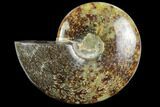 Polished Ammonite (Cleoniceras) Fossil - Madagascar #127206-1